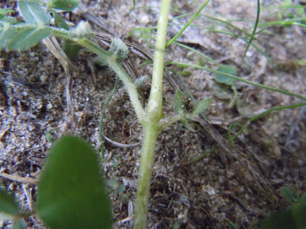 Tribulus terrestris / Tribolo